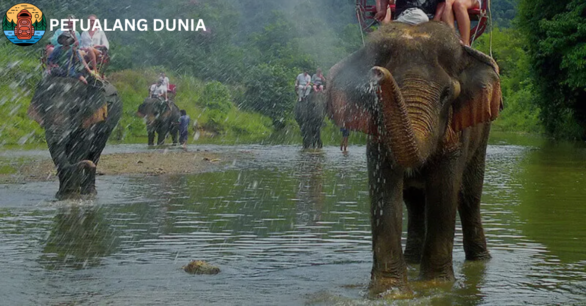 Phuket Elephant Sanctuary - Petualang Dunia